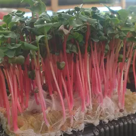 Микрозелень редиса красного «Коралл» (красный стебель)